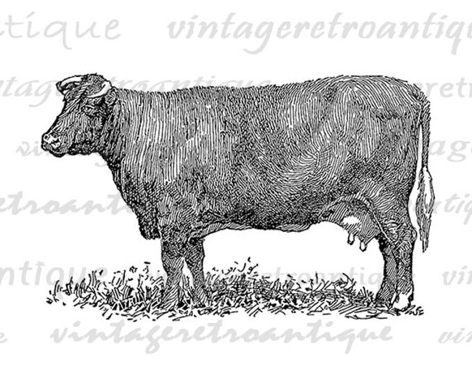 Shorthorn Cow Digital Graphic Printable Download Illustration Image Vintage Clip Art Jpg Png Eps HQ 300dpi No.3556