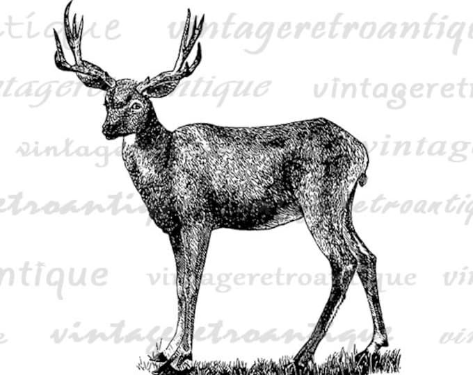 Printable Graphic Antique Mule Deer Image Download Digital Illustration Vintage Clip Art Jpg Png Eps HQ 300dpi No.2180