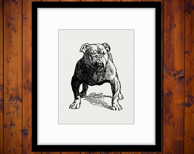 Printable Bulldog Dog Digital Image Download Graphic Artwork Vintage Clip Art Jpg Png Eps HQ 300dpi No.3048