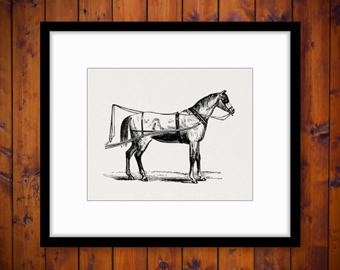 Carriage Horse Digital Graphic Download Printable Image Illustration Antique Clip Art Jpg Png Eps HQ 300dpi No.2361