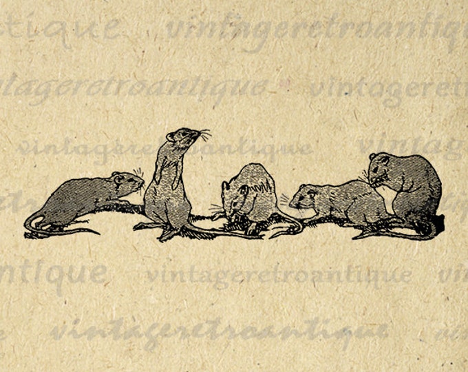 Rats Printable Digital Download Mice Graphic Animal Illustration Image Vintage Clip Art Jpg Png Eps 18x18 HQ 300dpi No.2957