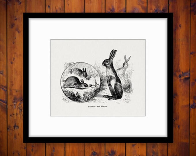 Printable Graphic Rabbits and Hares Image Easter Spring Digital Bunny Download Antique Clip Art Jpg Png Eps 18x18 HQ 300dpi No.628