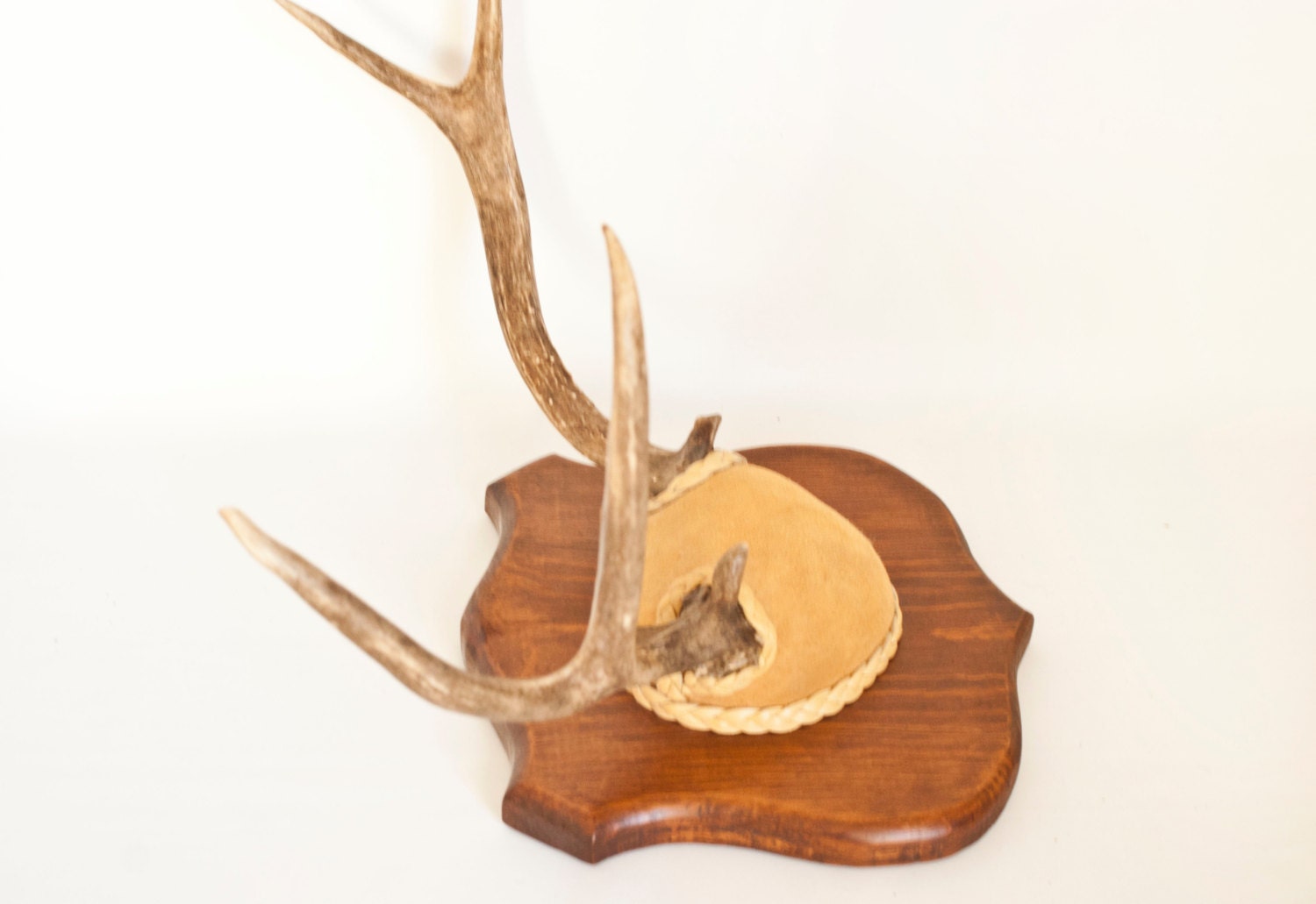 Wall Mount Deer Antlers Mounted Horns on Plaque with Leather