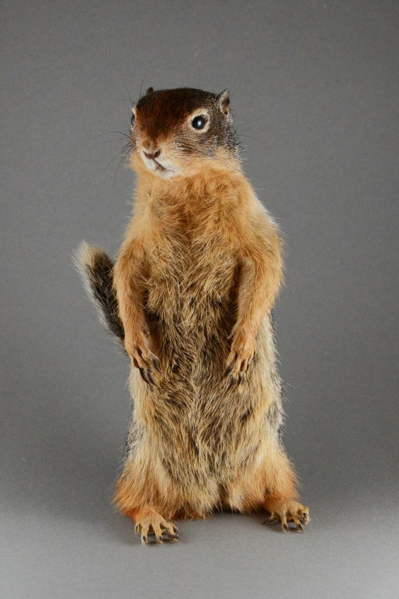 stuffed red squirrel taxidermy