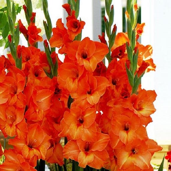 Sun-Kissed Gladiolus Bulbs Orange We sell only top grade