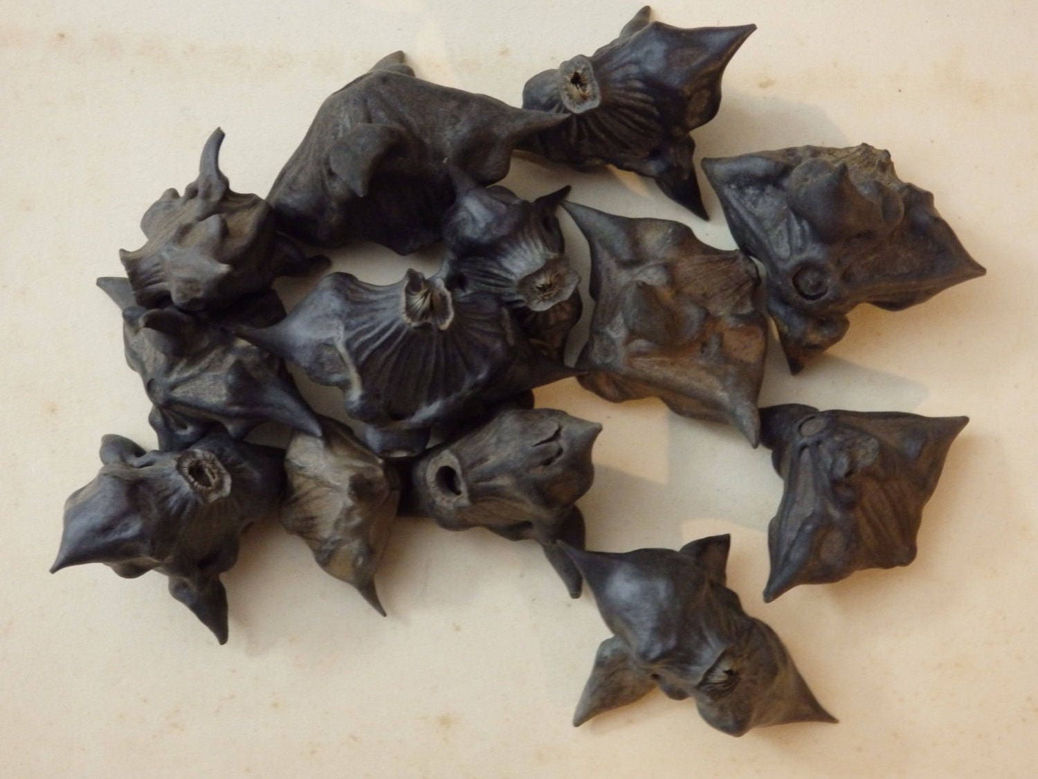 Water Caltrop Chestnut Bat Nut Devil Pod Seed Pods