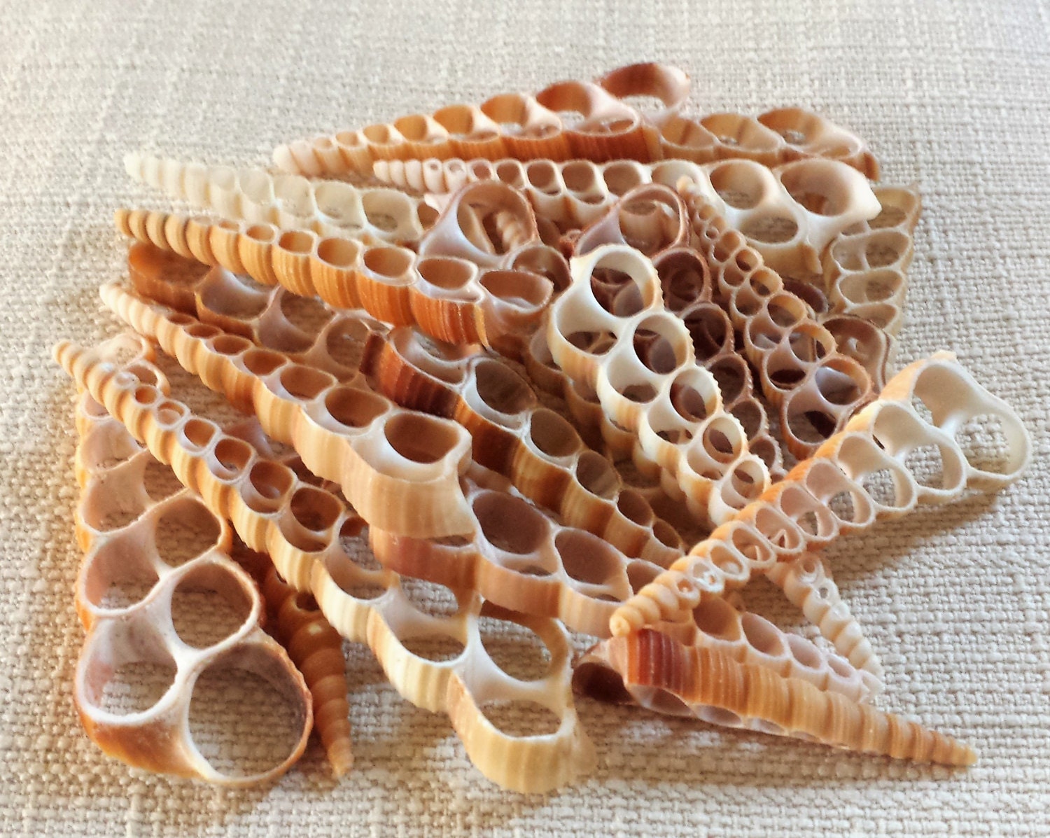 Sea Shells, Seashells, Shells, Bulk Seashells, Craft Shells, Cut Shells