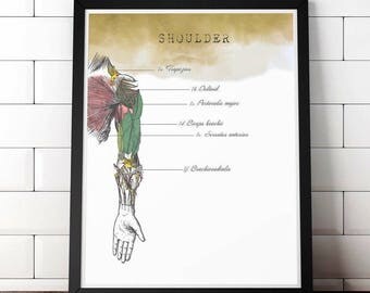 Shoulder anatomy art Diagram Chiropractic office decor orthopedic PT gift for Personal Trainer Gift for Nurse Muscular System, Rotator cuff