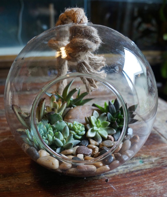 Large Glass Globe Succulent Terrarium Garden