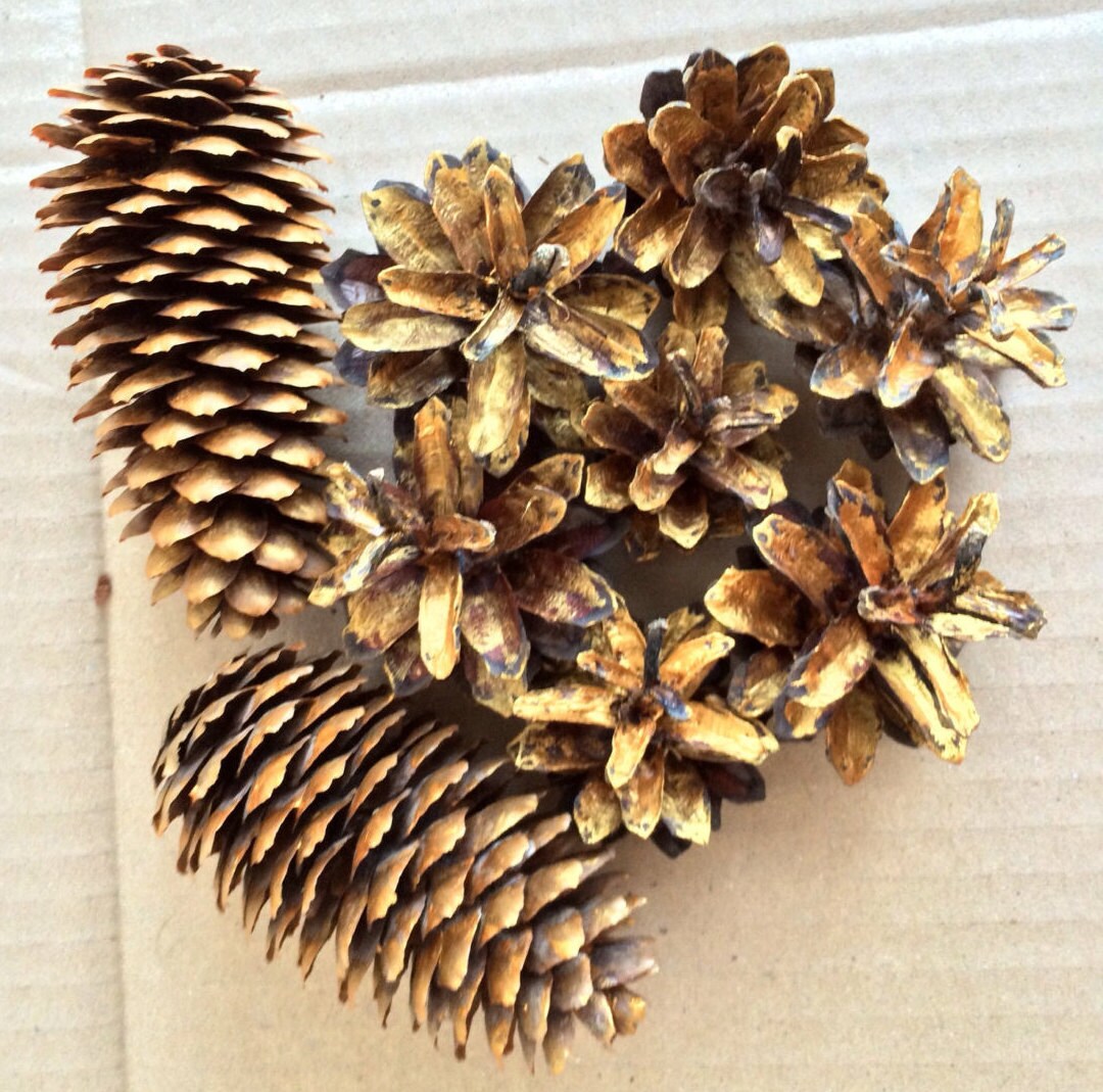 gold pine cones decoration gold spruce cones natural cones gold pine cones decoration gold spruce cones natural cones