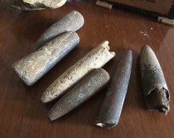Fossils Curiosities, large Belemnites | Oddities | Cabinet of curiosities