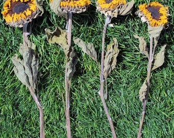 Dried Sunflowers | Sunflower Stems | 5 Stems Sunflowers | Yellow Flowers