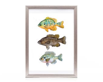 fish art print from original watercolor painting, fresh water fish wall art, animal watercolor art, affordable gift, under 25, gift for him