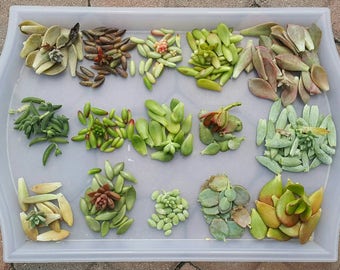 200 Succulent Leaves Propagation Crassula/Sedum/Kalanchoe/Graptosedum Variety DIY Starter Collection