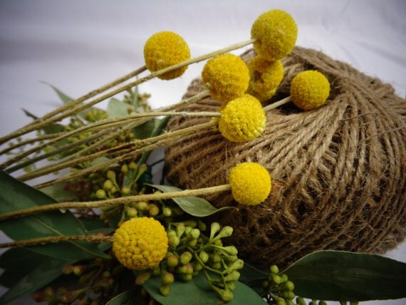 Dried Craspedia Billy Balls Yellow Balls Dried Flowers