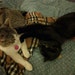 Dex and Merril
