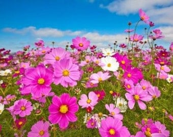 Cosmos~Mexican Aster Early Sensation Mix