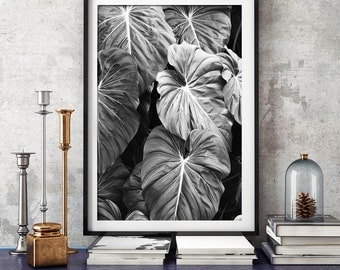 Elephants Ear Leaves Print, Black and White Photography, Tropical Print, Print, Botanical Print, Wall Art, Posters, Prints, Photography,125b