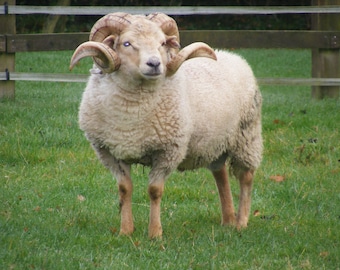 Portland Raw Fleece