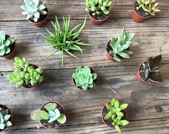Succulents 2 inch- Perfect for Weddings Babyshowers & Parties of any type