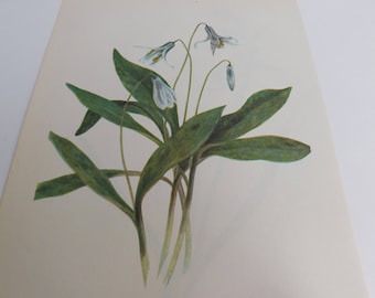 Vintage Botanical Print - 8x10
