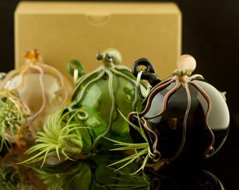 Octopus Glass Globe Hanging Terrarium in You Choose the Color, Made to Order