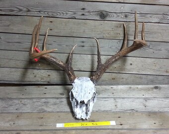 Large Set of Taxidermy Quality Whitetail Deer Antlers - Lot No. 24691Y