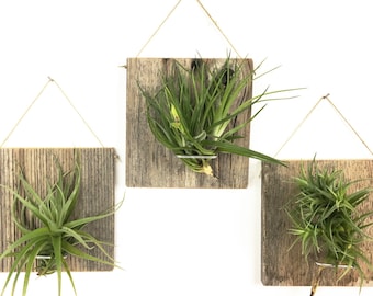 Set of Three LARGE FORM Air Plant and Barn Wood Grab Bag airplants