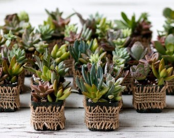 25 living succulent pots,succulent favors,wedding favors,woodland,succulents,baby shower favors,succulent gifts,Rustic wedding