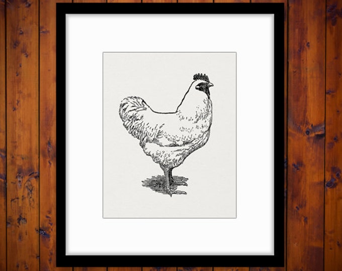Printable Chicken Image Farm Animal Art Download Chicken Illustration Digital Clipart Graphic Antique Clip Art Jpg Png Eps HQ 300dpi No.3184
