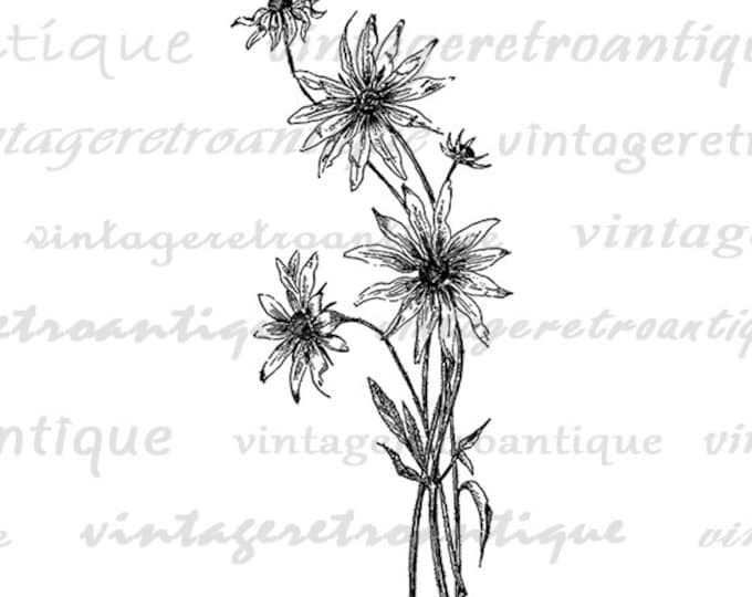 Digital Wild Flowers Graphic Download Wildflower Illustration Image Printable Vintage Clip Art Jpg Png Eps HQ 300dpi No.2771