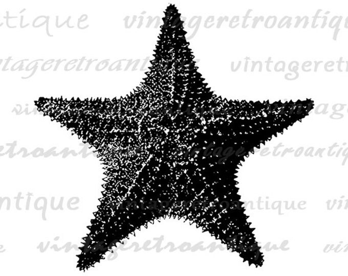 Starfish Printable Digital Image Illustration Graphic Ocean Sea Download Antique Clip Art Jpg Png Eps HQ 300dpi No.3251