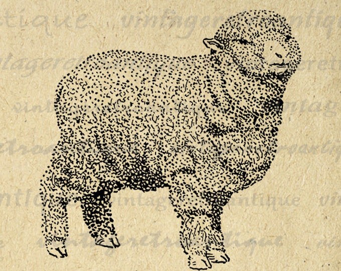 Rambouillet Sheep Printable Digital Image Illustration Graphic Download Antique Clip Art Jpg Png Eps HQ 300dpi No.3188