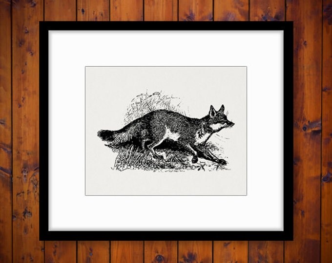 Gray Fox Digital Image Printable Illustration Download Graphic Antique Clip Art Jpg Png Eps HQ 300dpi No.3202