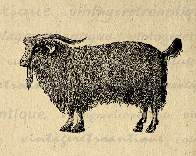 Digital Graphic Angora Goat Download Antique Image Printable for Transfers Pillows Tea Towels etc HQ 300dpi No.507