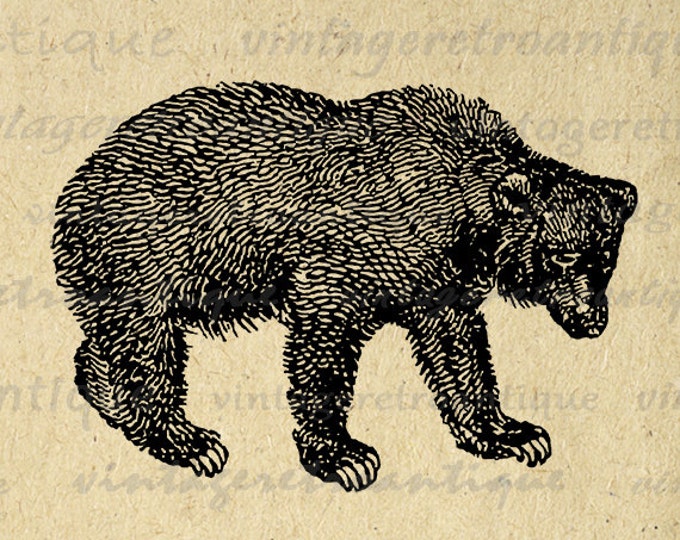 Digital Graphic Bear Image Animal Download Bear Printable Illustration Vintage Clip Art Jpg Png Eps HQ 300dpi No.4148