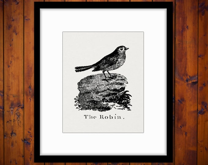 Digital Graphic The Robin Printable Antique Illustration Download Image Vintage Clip Art Jpg Png Eps HQ 300dpi No.902