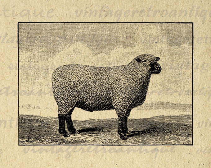 Printable Southdown Sheep Graphic Digital Download Image Jpg Png Eps HQ 300dpi No.629