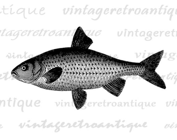 Fish Image Digital Printable Fishing Graphic Fish Illustration Download Vintage Clip Art Jpg Png Eps HQ 300dpi No.4272