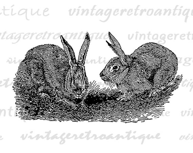 Digital Belgian Hares Rabbits Graphic Image Bunny Download Illustrated Printable Vintage Clip Art Jpg Png Eps HQ 300dpi No.3147