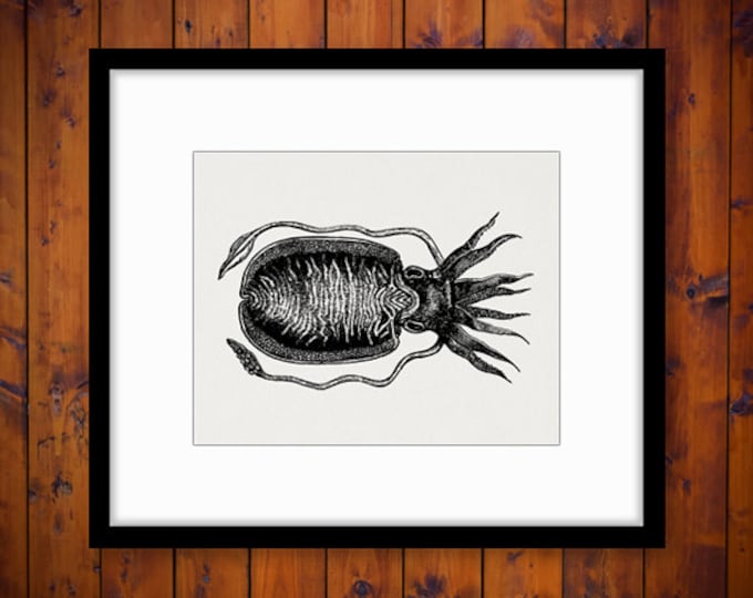 Printable Graphic Cuttle Fish Image Download Digital Artwork Antique Clip Art Jpg Png Eps HQ 300dpi No.2733