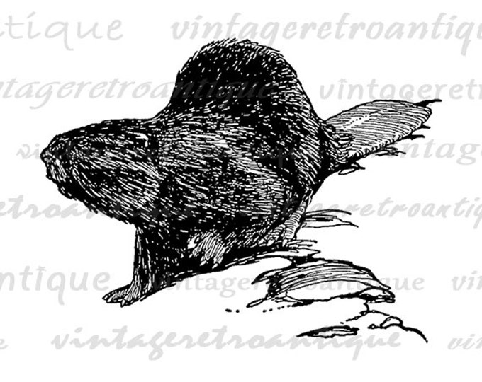 Printable Image Wise Beaver Download Antique Animal Graphic Digital Vintage Clip Art Jpg Png Eps HQ 300dpi No.469