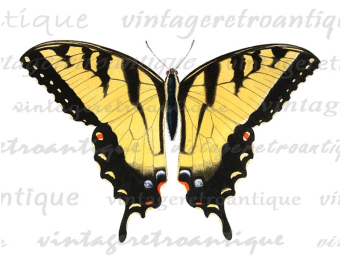 Printable Graphic Yellow Butterfly Image Download Digital Illustration Vintage Clip Art HQ 300dpi No.3883