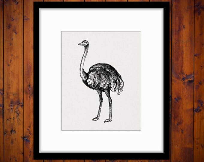 Digital Graphic Ostrich Image Antique Bird Download Printable Vintage Clip Art Jpg Png Eps HQ 300dpi No.327