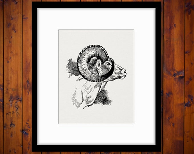 Digital Printable Wild Goat Image Ram Graphic Download Artwork Vintage Clip Art Jpg Png Eps HQ 300dpi No.4173