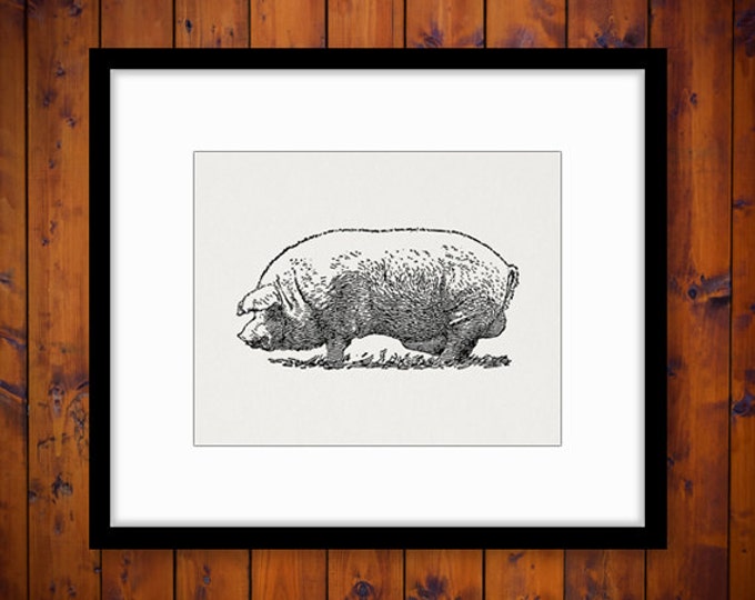 Boar Pig Image Graphic Printable Download Digital Illustration Antique Clip Art Jpg Png Eps HQ 300dpi No.3229