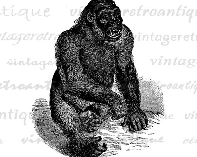 Digital Graphic Antique Gorilla Image Monkey Illustration Printable Download Vintage Clip Art Jpg Png Eps HQ 300dpi No.2779