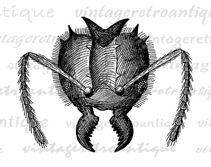 Ant Head Close Up Digital Image Download Collage Sheet Insect Bug Printable Graphic HQ 300dpi No.3727