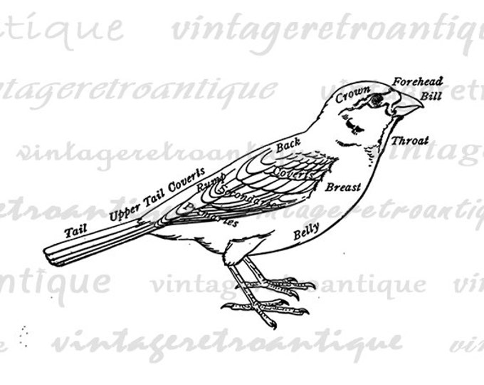 Printable Graphic Bird Diagram Image Digital Download Vintage Clip Art Jpg Png Eps HQ 300dpi No.1006