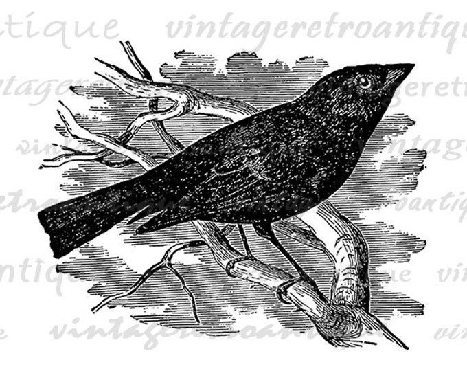 Printable Graphic Blackbird Digital Black Bird Illustration Download Image Vintage Clip Art Jpg Png Eps HQ 300dpi No.3890